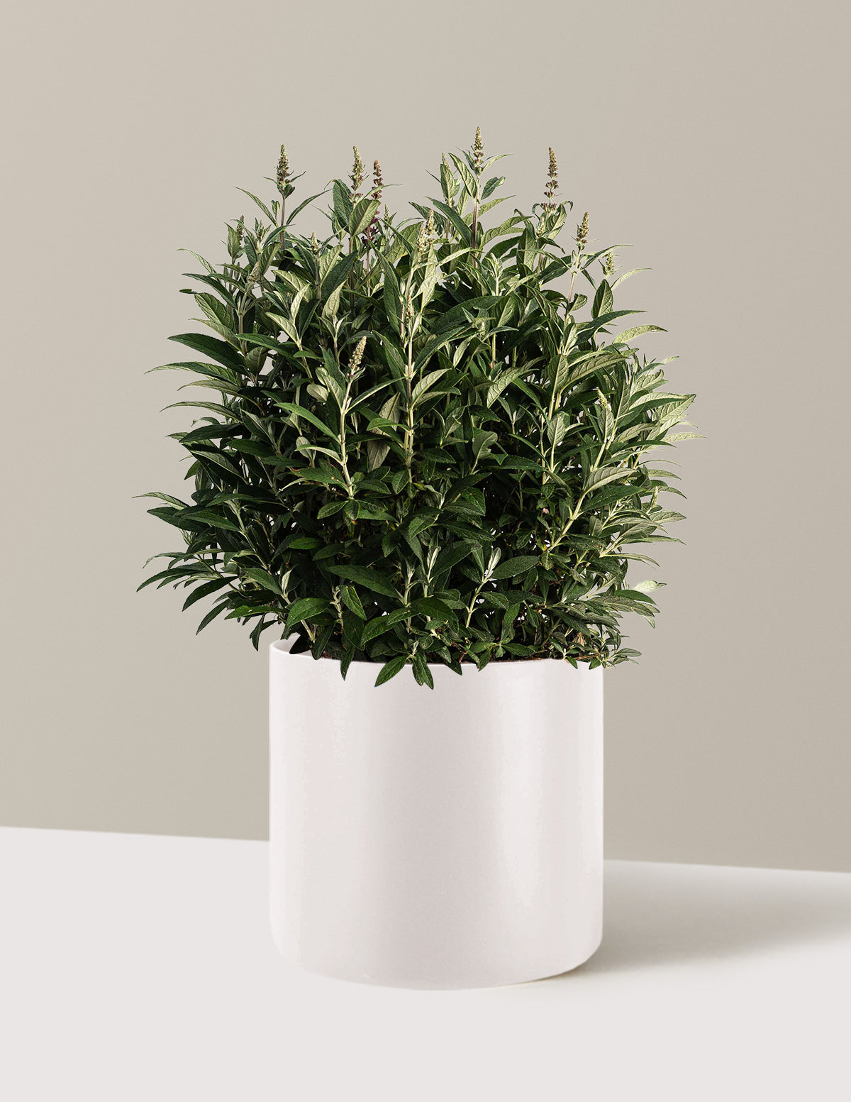 bundle | 3 Gallon | Agnes | Cream