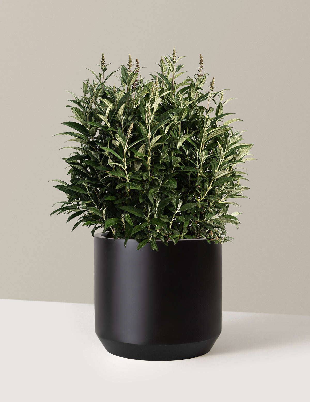 bundle | 3 Gallon | Mexia | Black