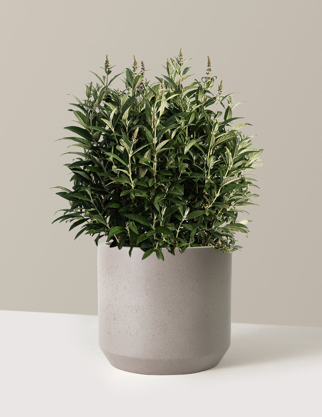 bundle | 3 Gallon | Mexia | Cement Grey