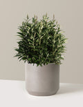 bundle | 3 Gallon | Mexia | Cement Grey