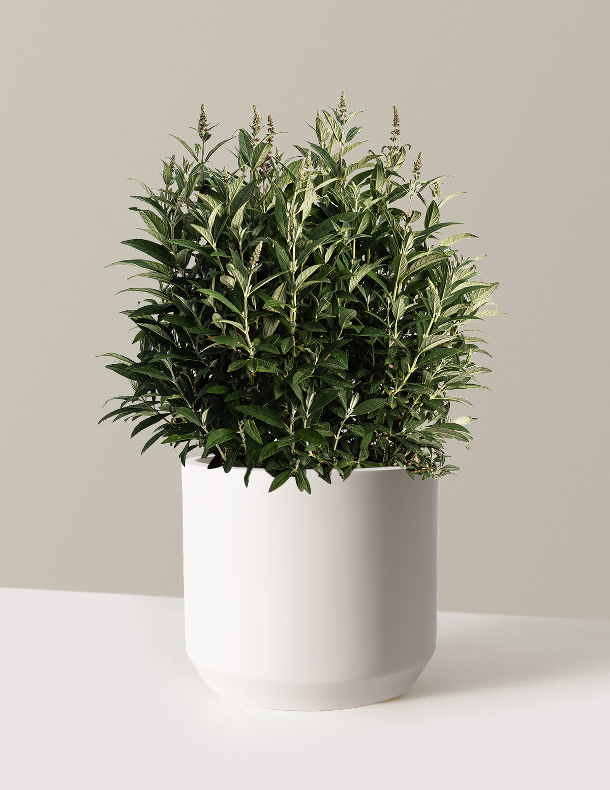 bundle | 3 Gallon | Mexia | Cream
