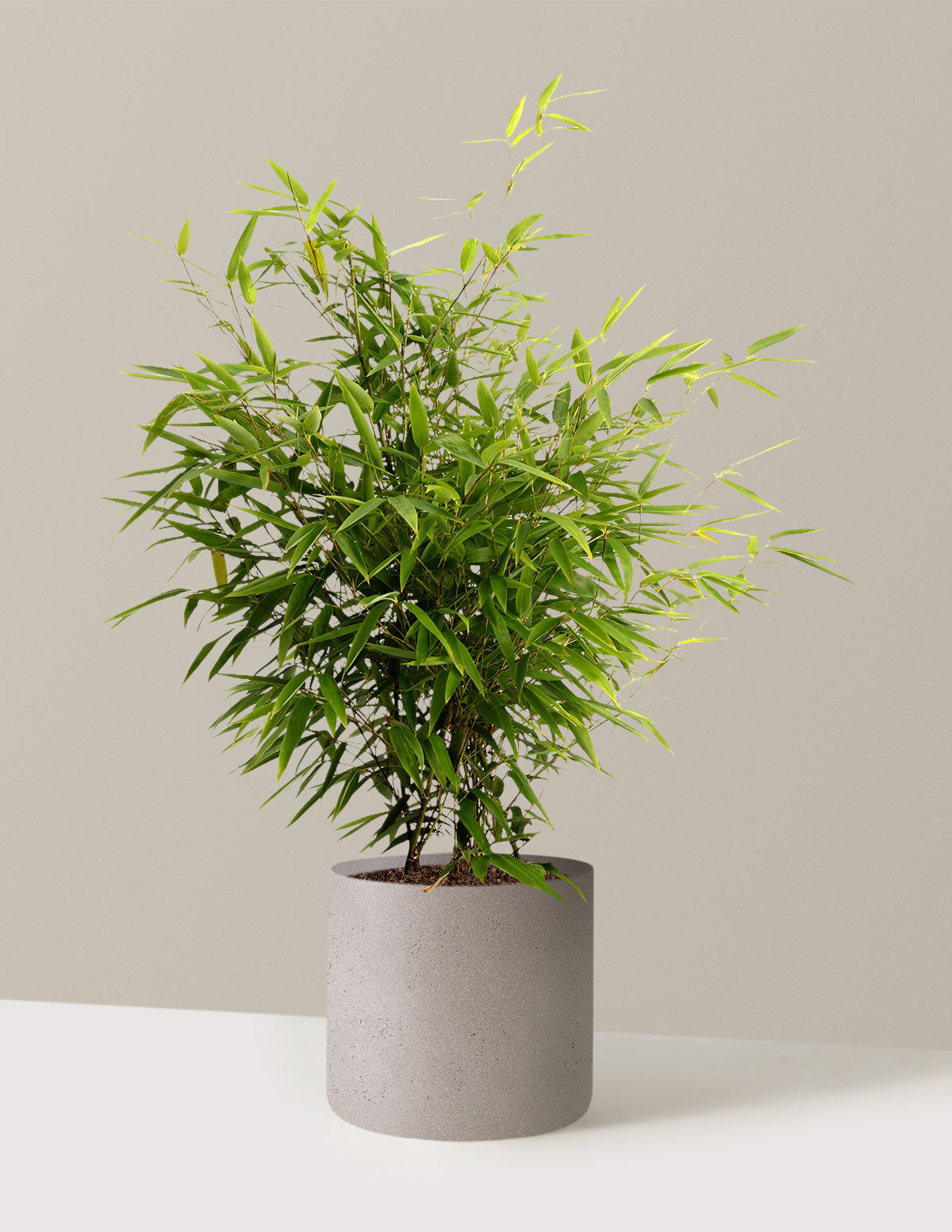 bundle | 3 Gallon | Agnes | Cement Grey
