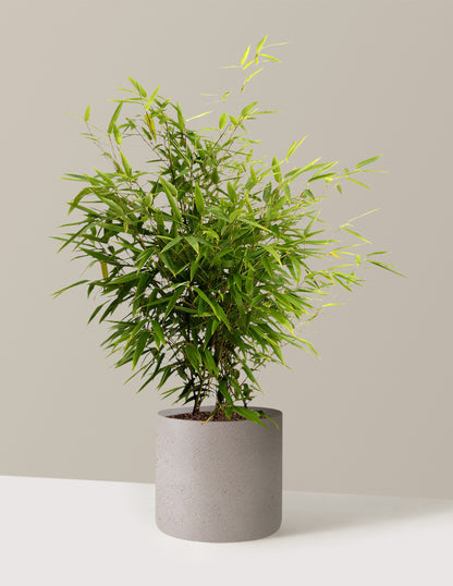Black Bamboo
