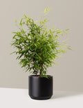bundle | 3 Gallon | Mexia | Black