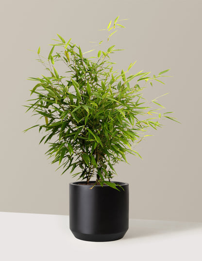 Black Bamboo