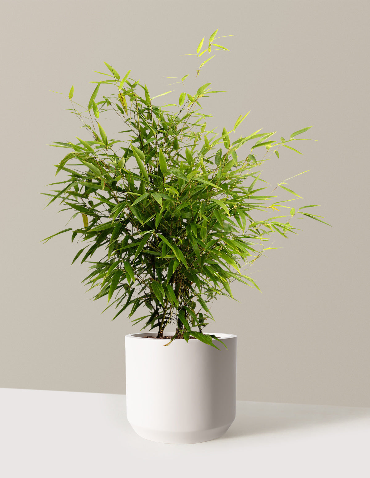 real bamboo house plant Black Bamboo with Planter | 3 Gallon | Mexia