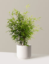 Black Bamboo