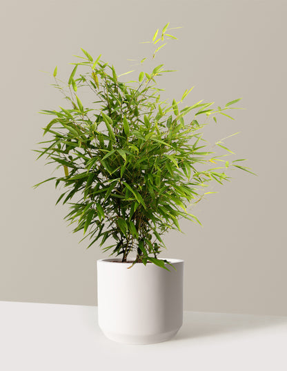 Black Bamboo
