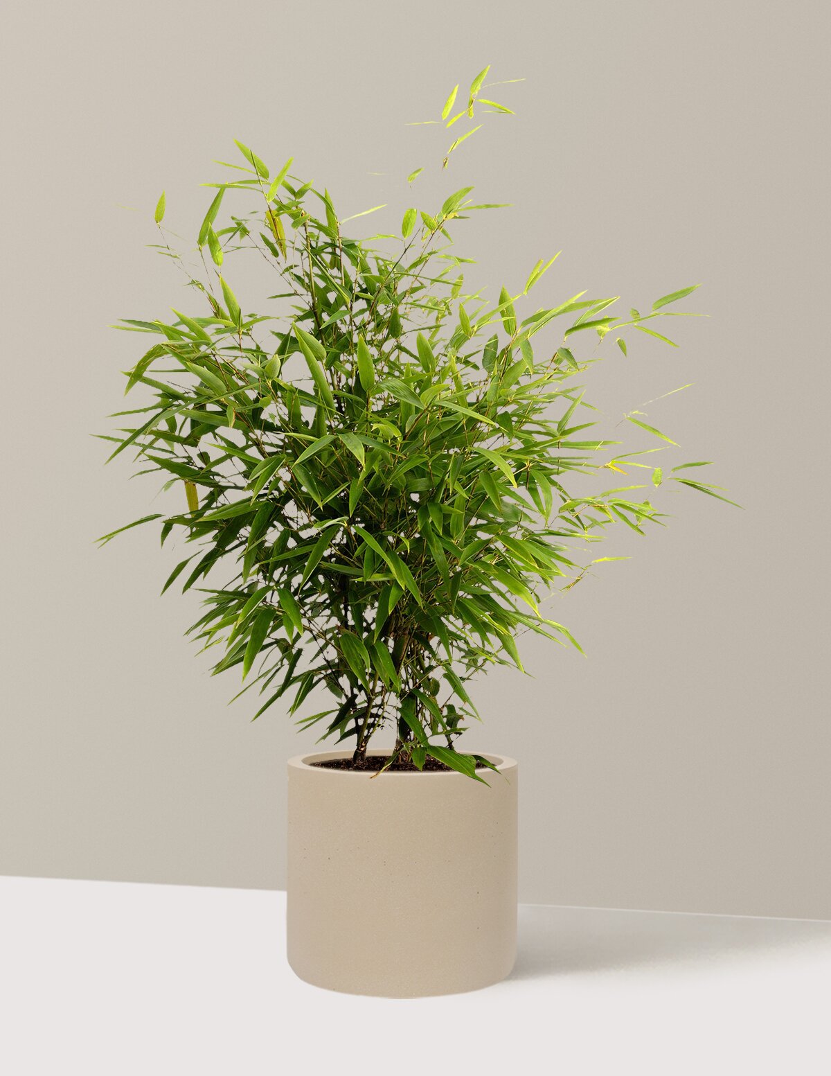 Black Bamboo