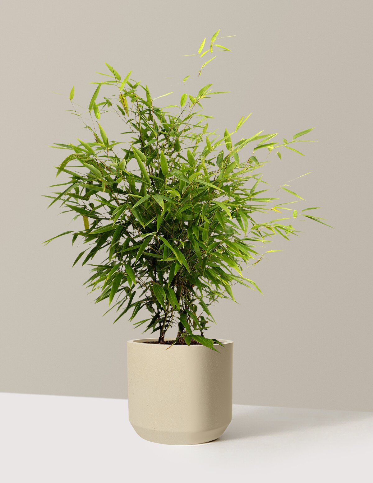 Black Bamboo