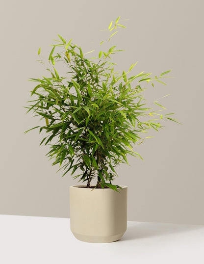 Black Bamboo