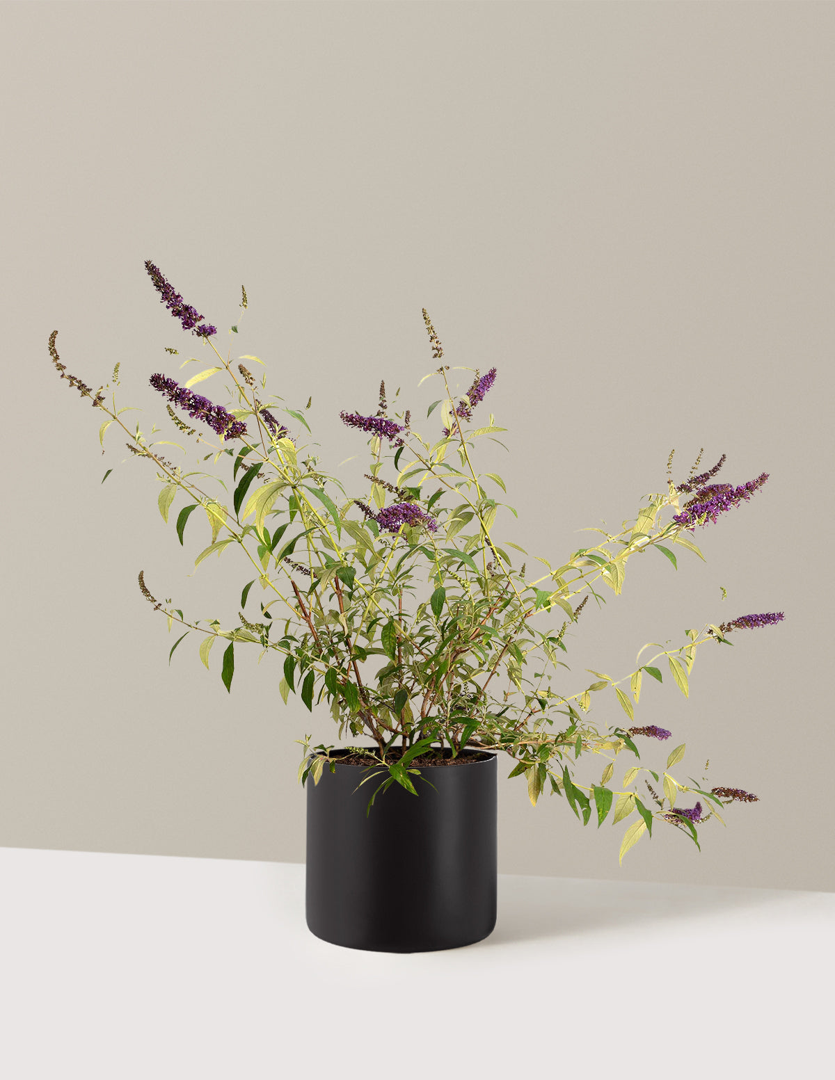 Black Knight Butterfly Bush