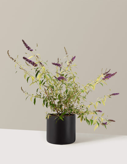 Black Knight Butterfly Bush