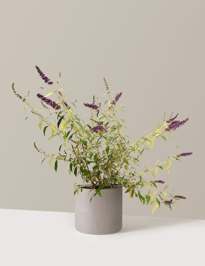 Black Knight Butterfly Bush