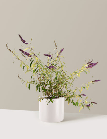 Black Knight Butterfly Bush