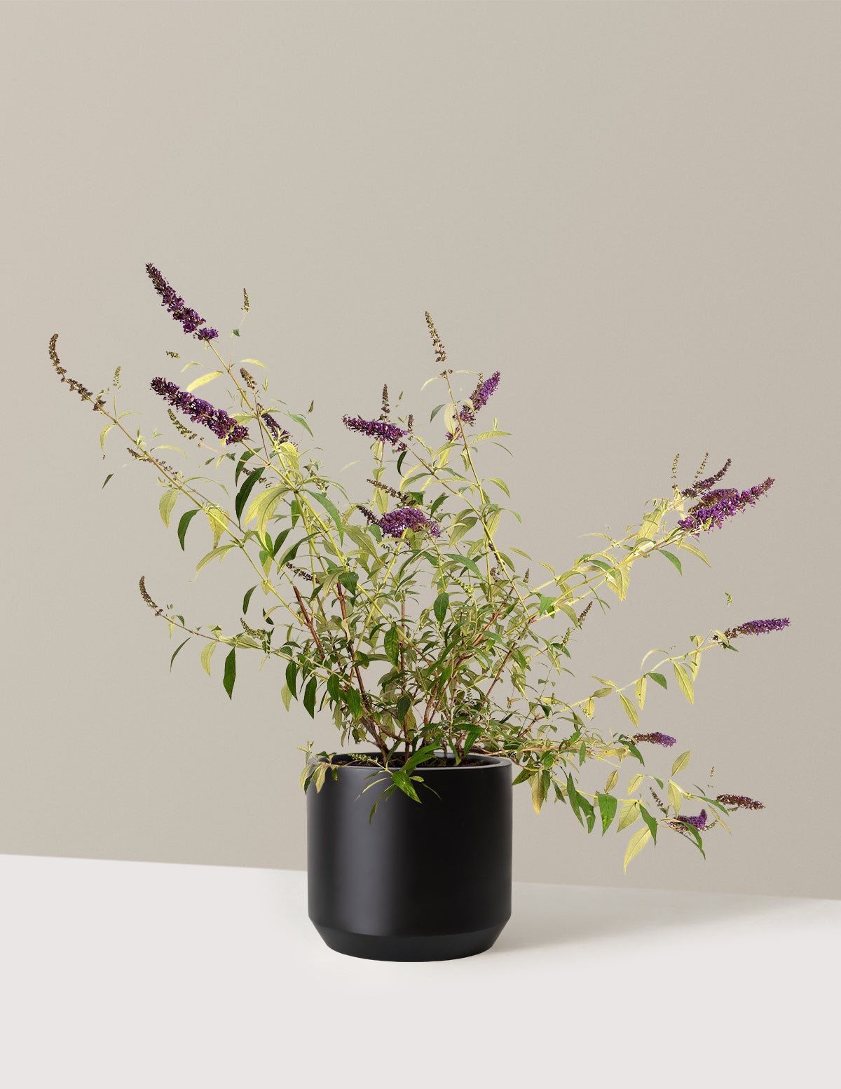 can a butterfly bush be planted in a pot Black Knight Butterfly Bush with Planter | 3 Gallon | Mexia