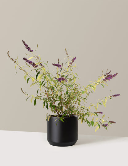 Black Knight Butterfly Bush