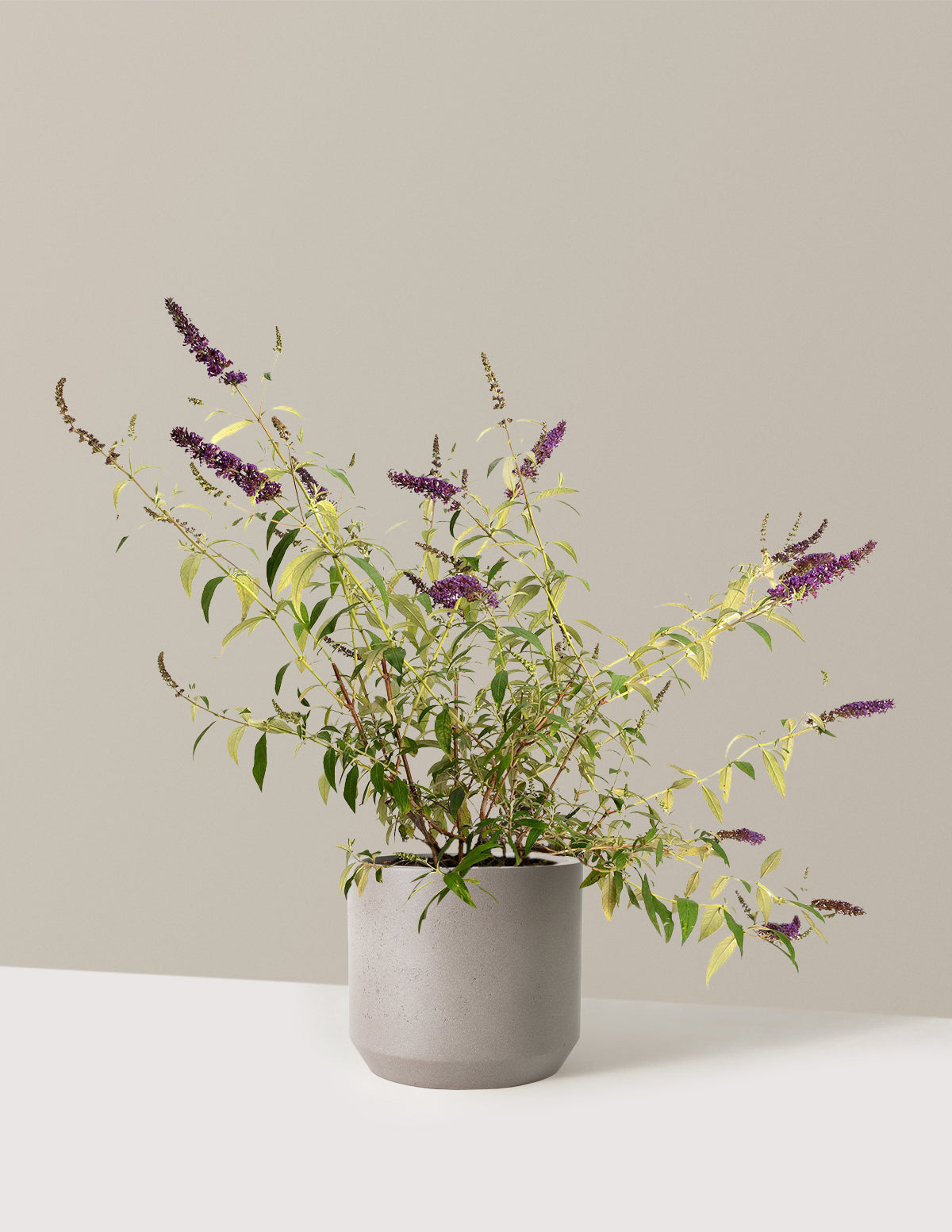 Black Knight Butterfly Bush