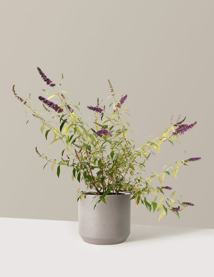 Black Knight Butterfly Bush