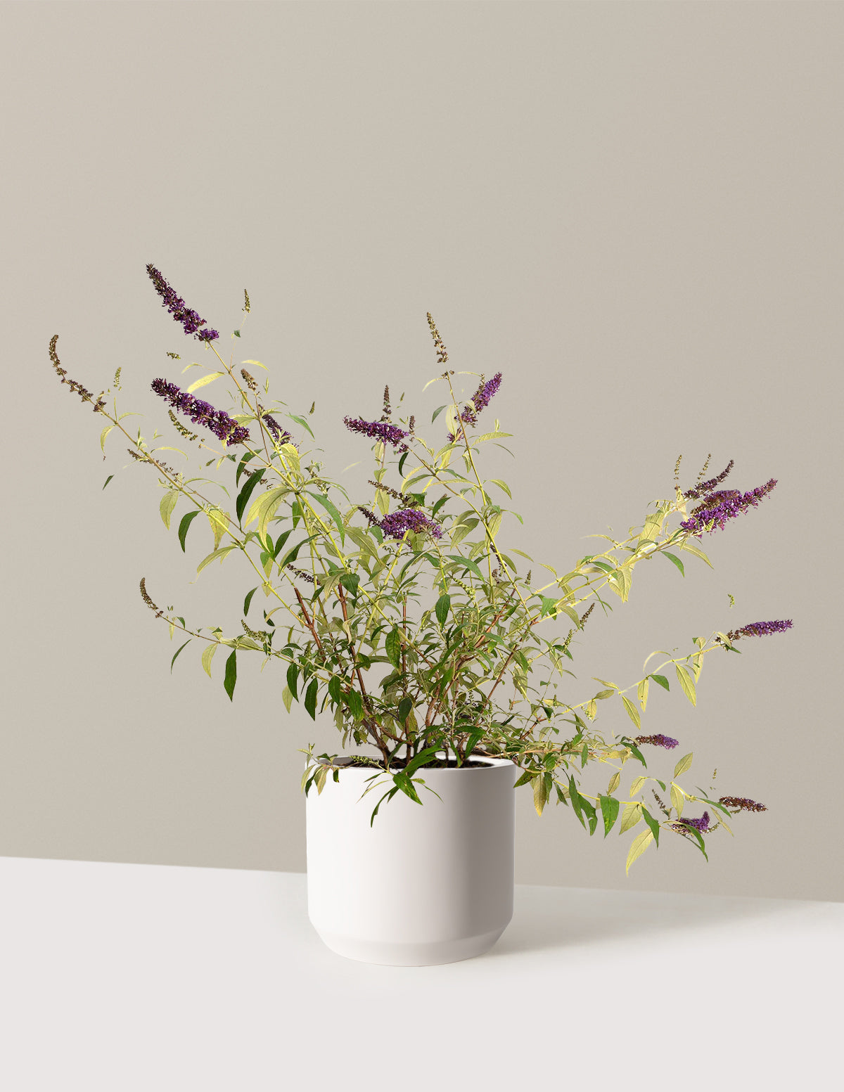 files/the-sill_Large-Black-Knight-Butterfly-Bush-_3-Gallon__Large-Mexia-Cream_Variant.jpg