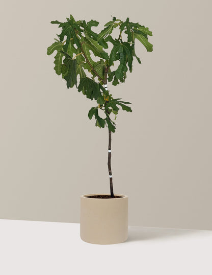 Black Mission Fig