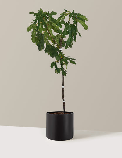 Black Mission Fig