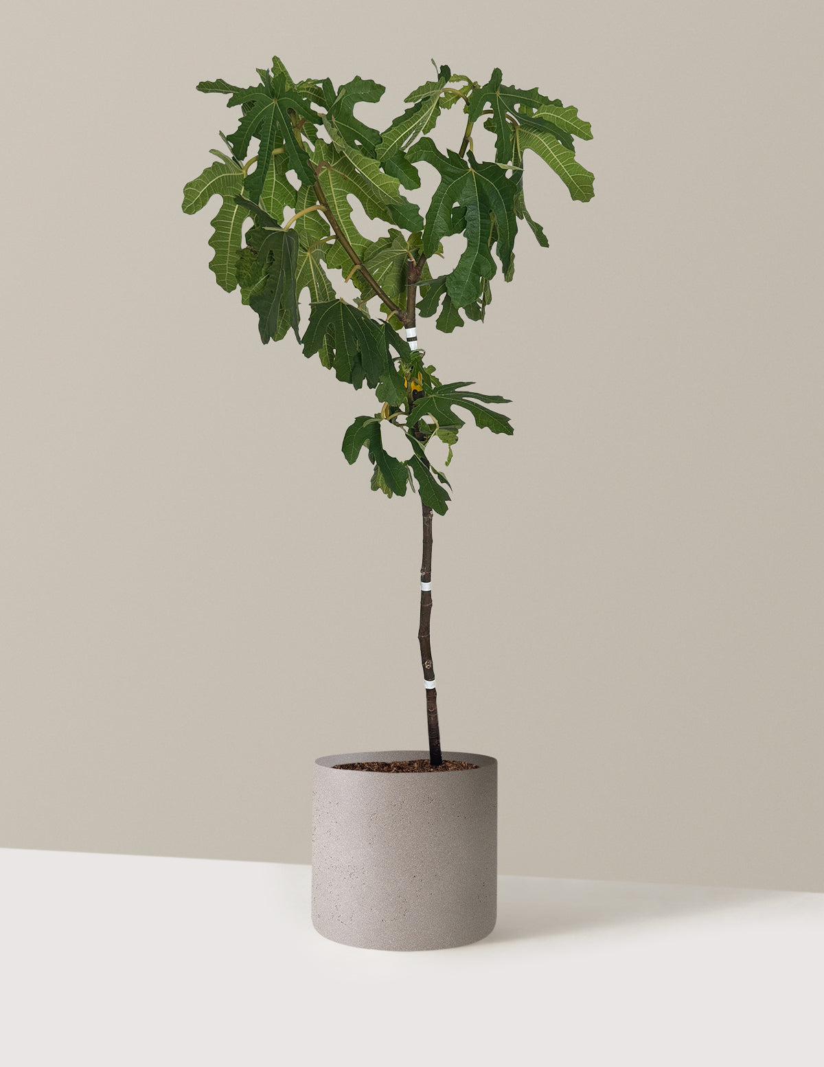 bundle | 2-3 ft. | Agnes | Cement Grey