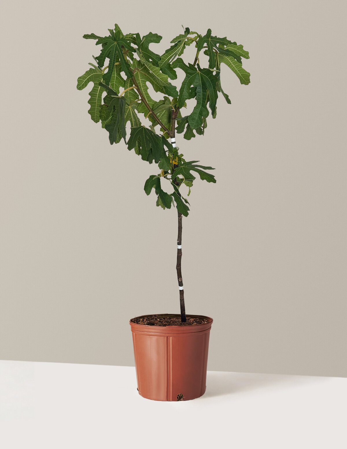 Black Mission Fig