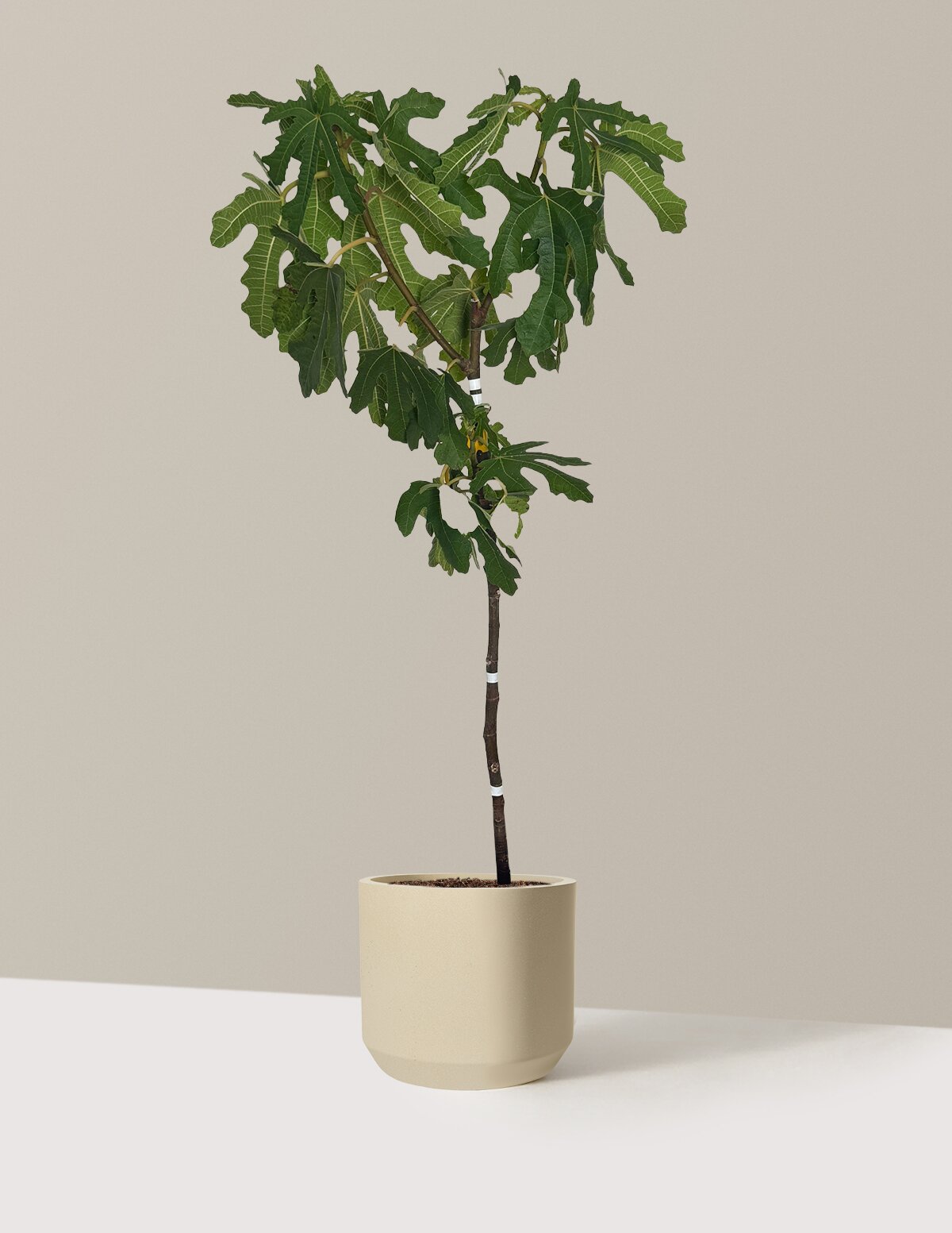 Black Mission Fig