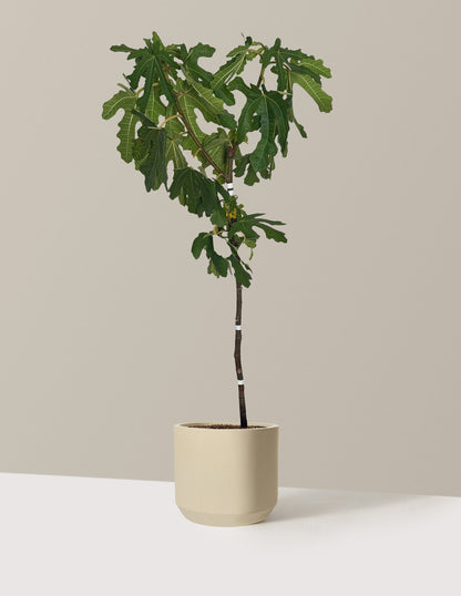 Black Mission Fig