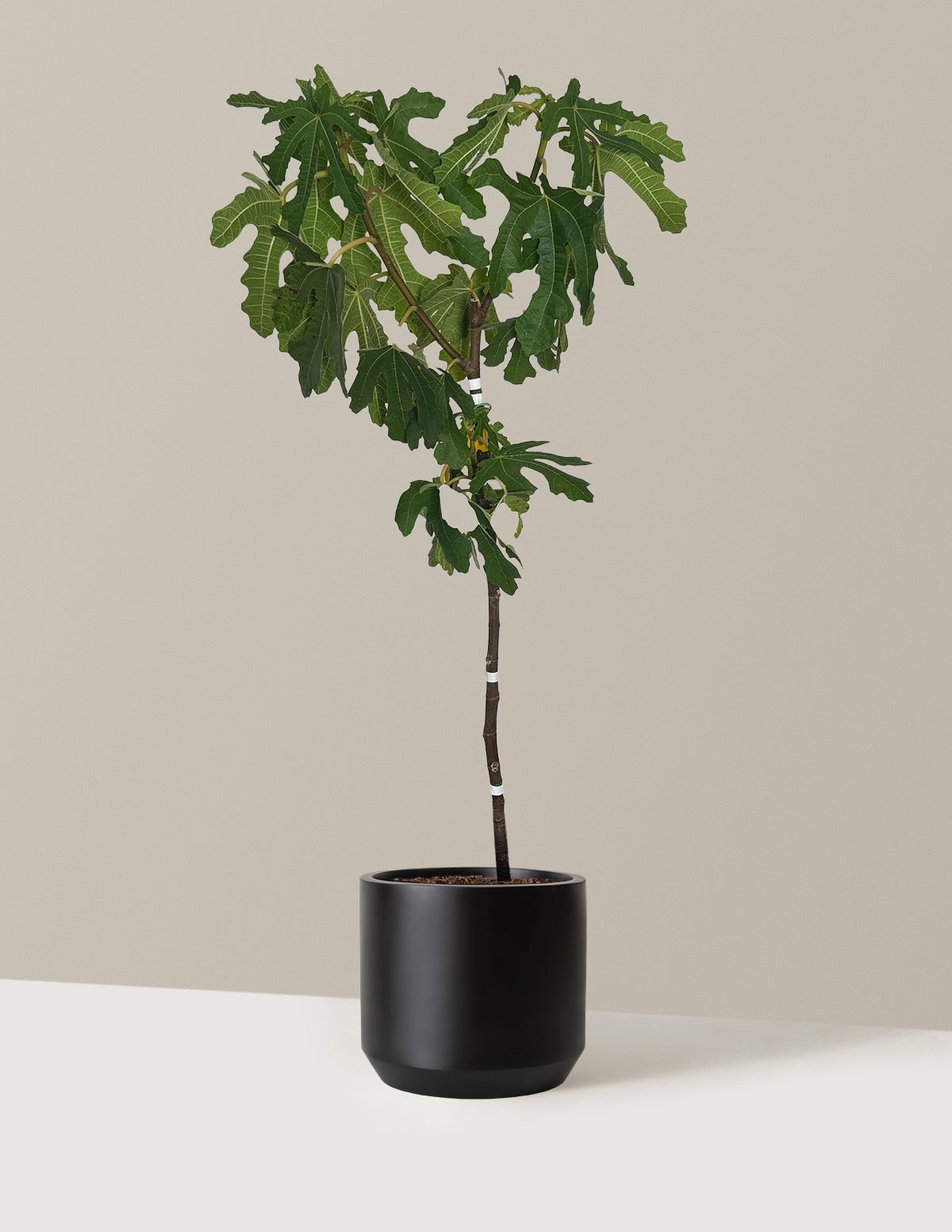 Black Mission Fig