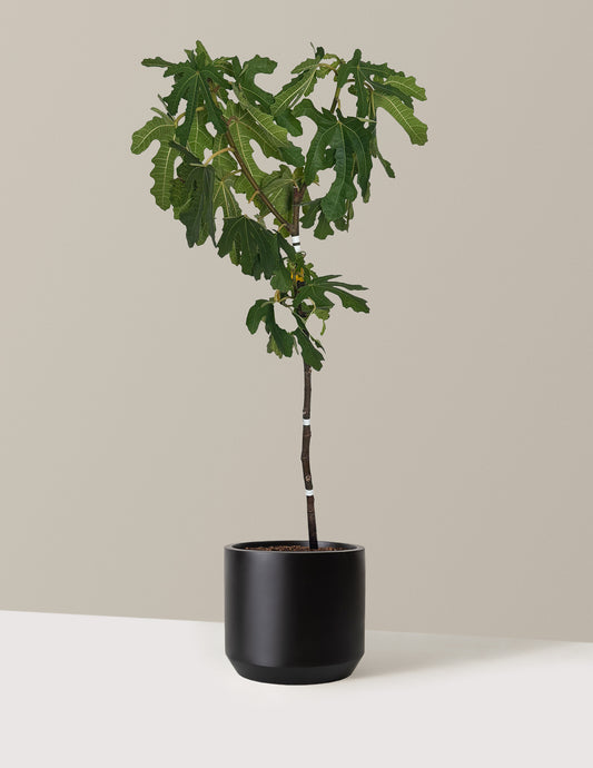 Black Mission Fig