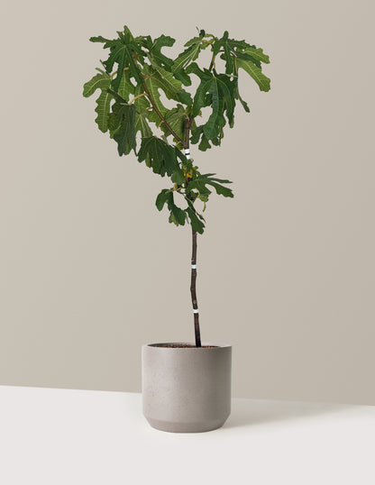 Black Mission Fig