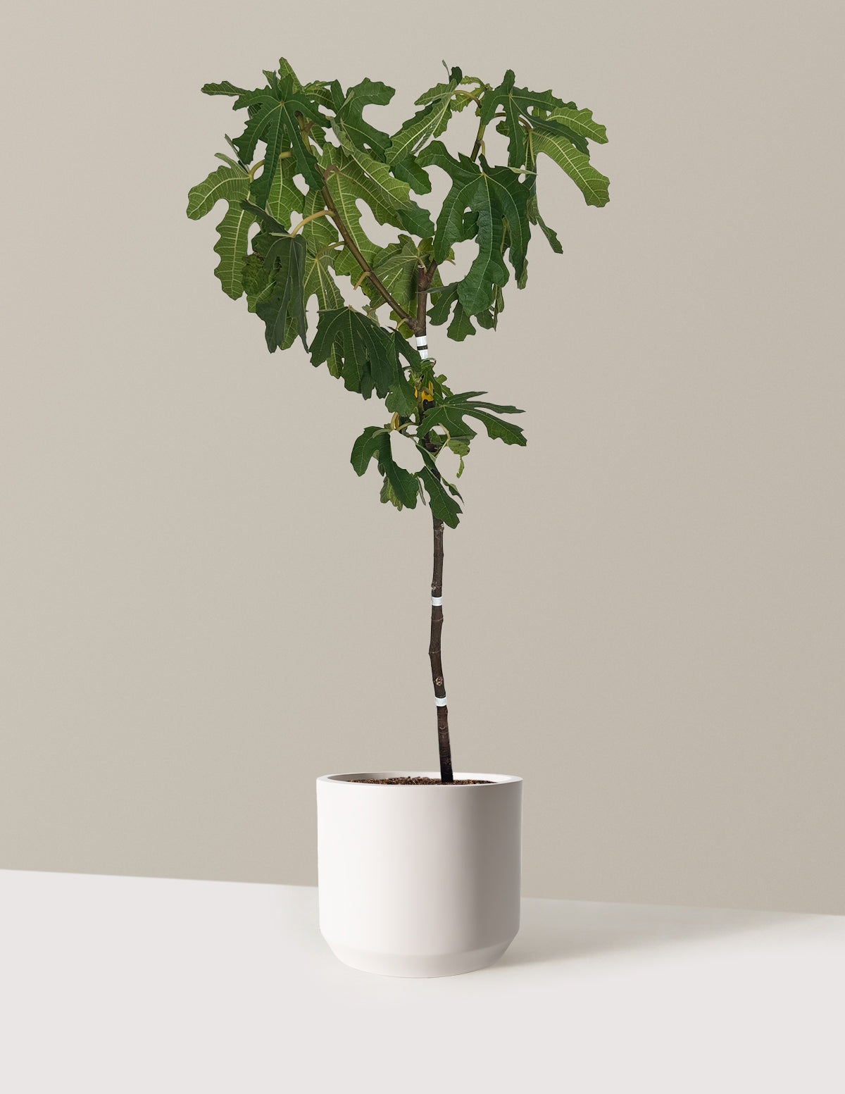 bundle | 2-3 ft. | Mexia | Cream