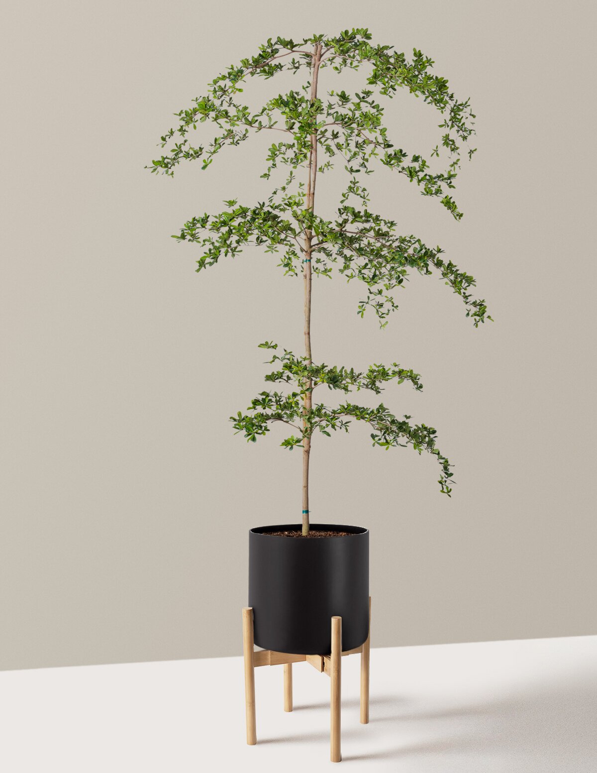Black Olive Tree