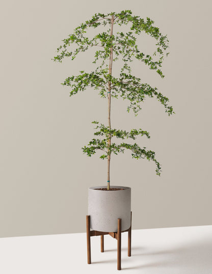 Black Olive Tree