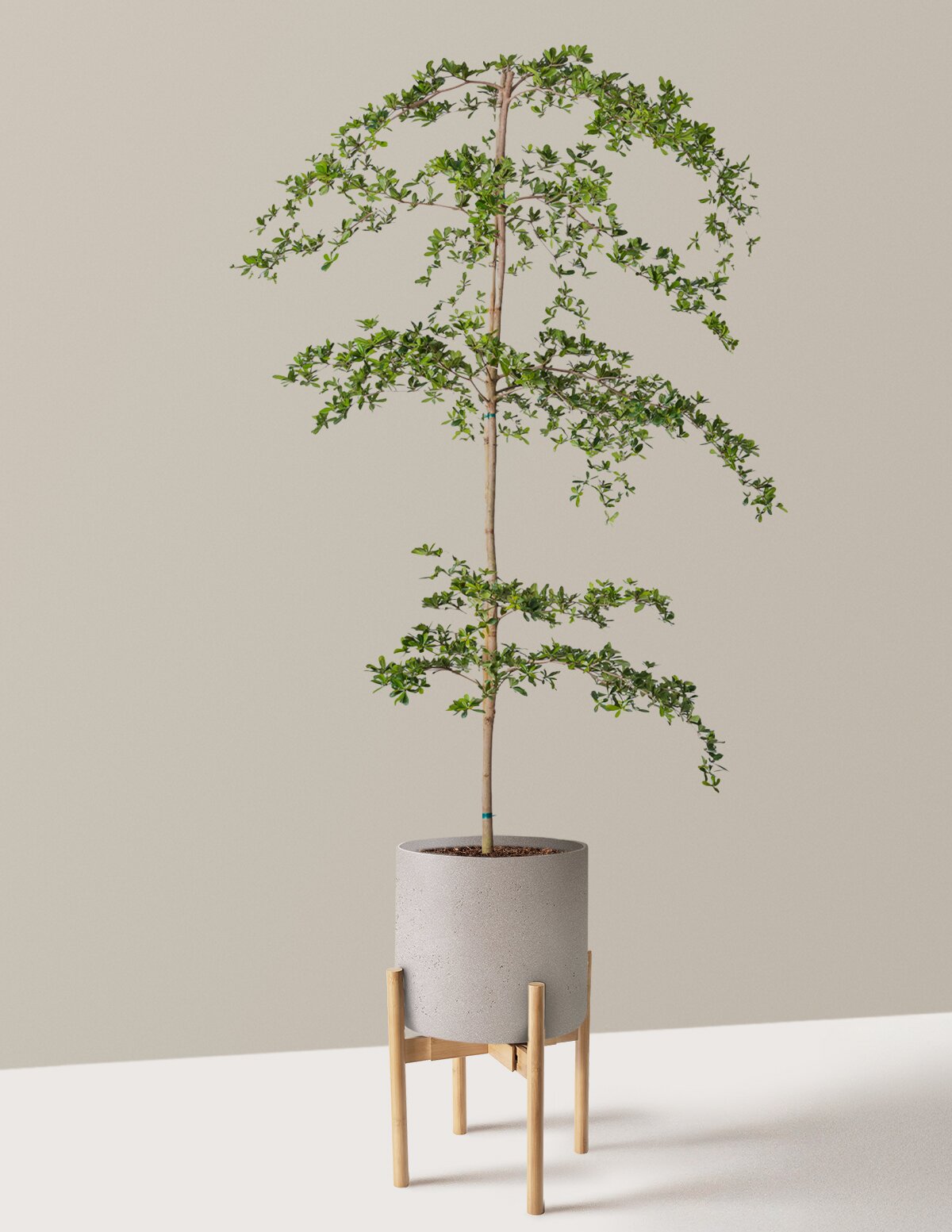 Black Olive Tree