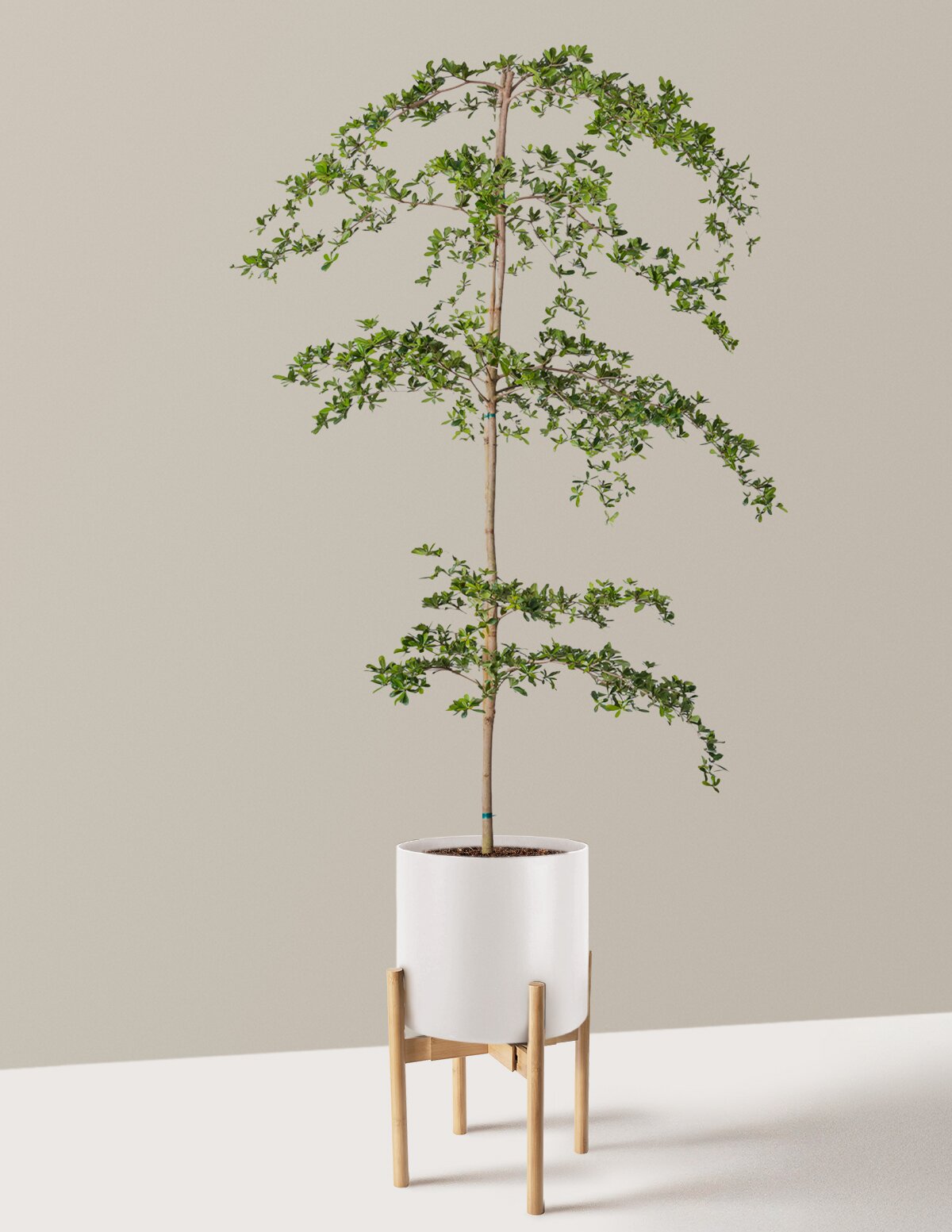 Black Olive Tree
