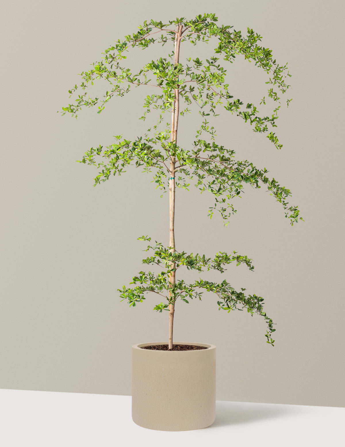 shady lady indoor plant Rare and Unusual Black Olive Tree | Bucida Buceras