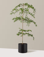 Black Olive Tree