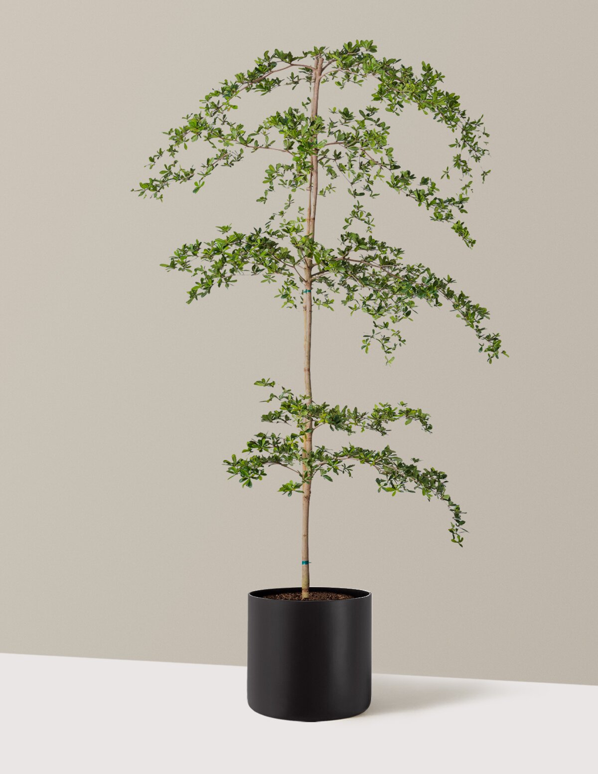 Black Olive Tree