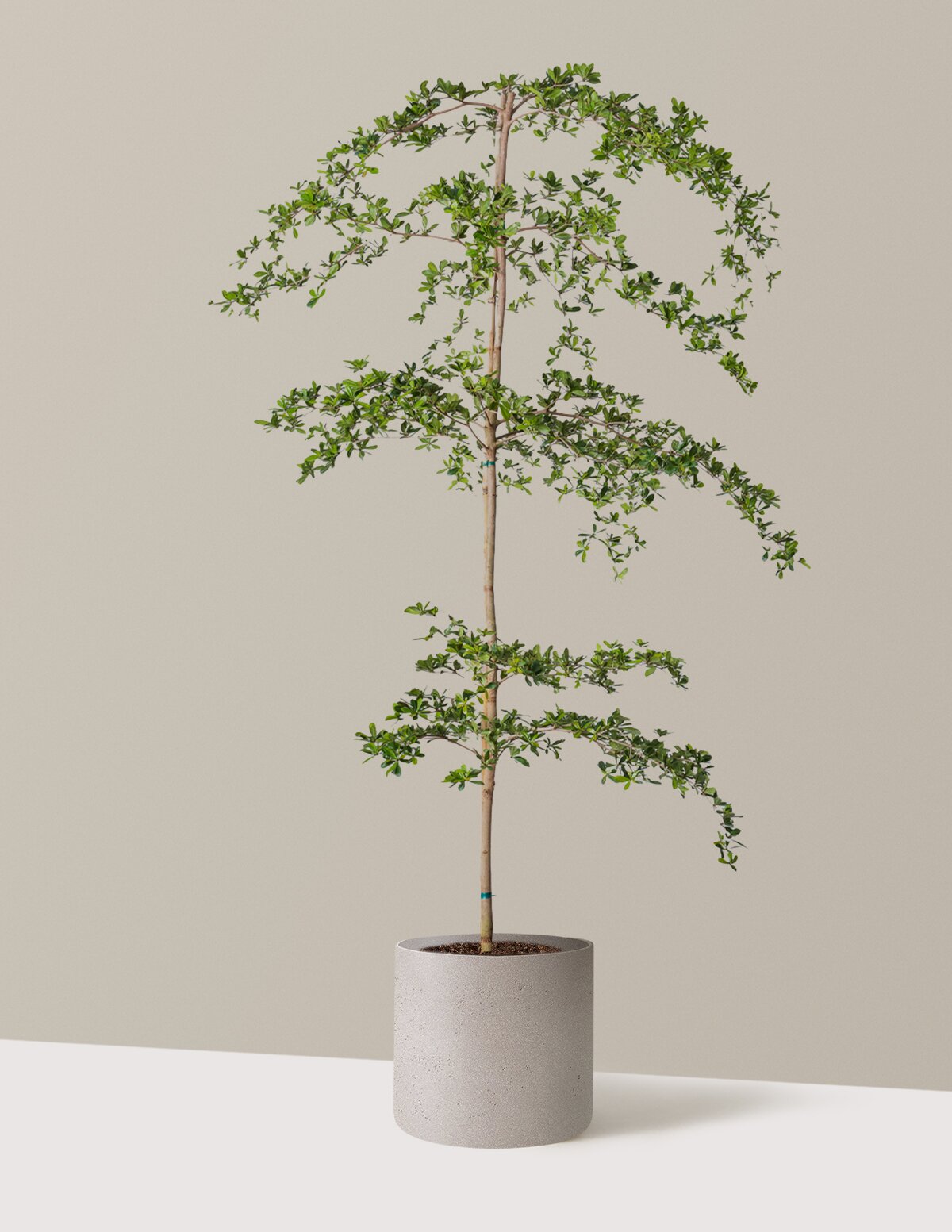 Black Olive Tree
