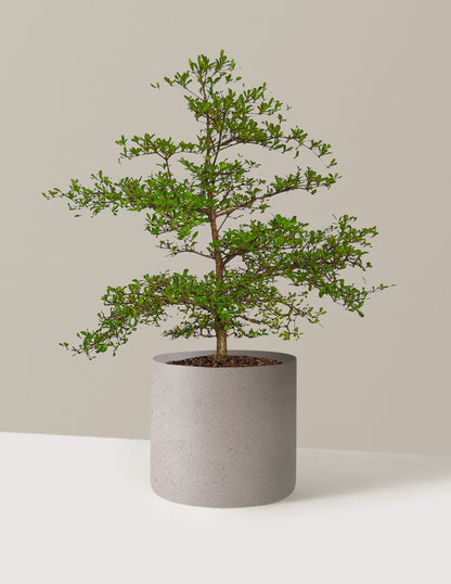 Black Olive Tree