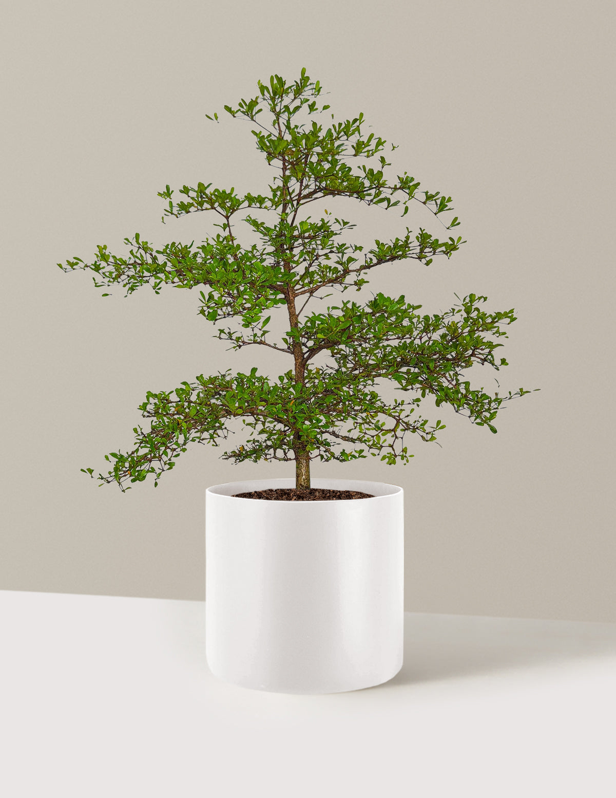 Black Olive Tree