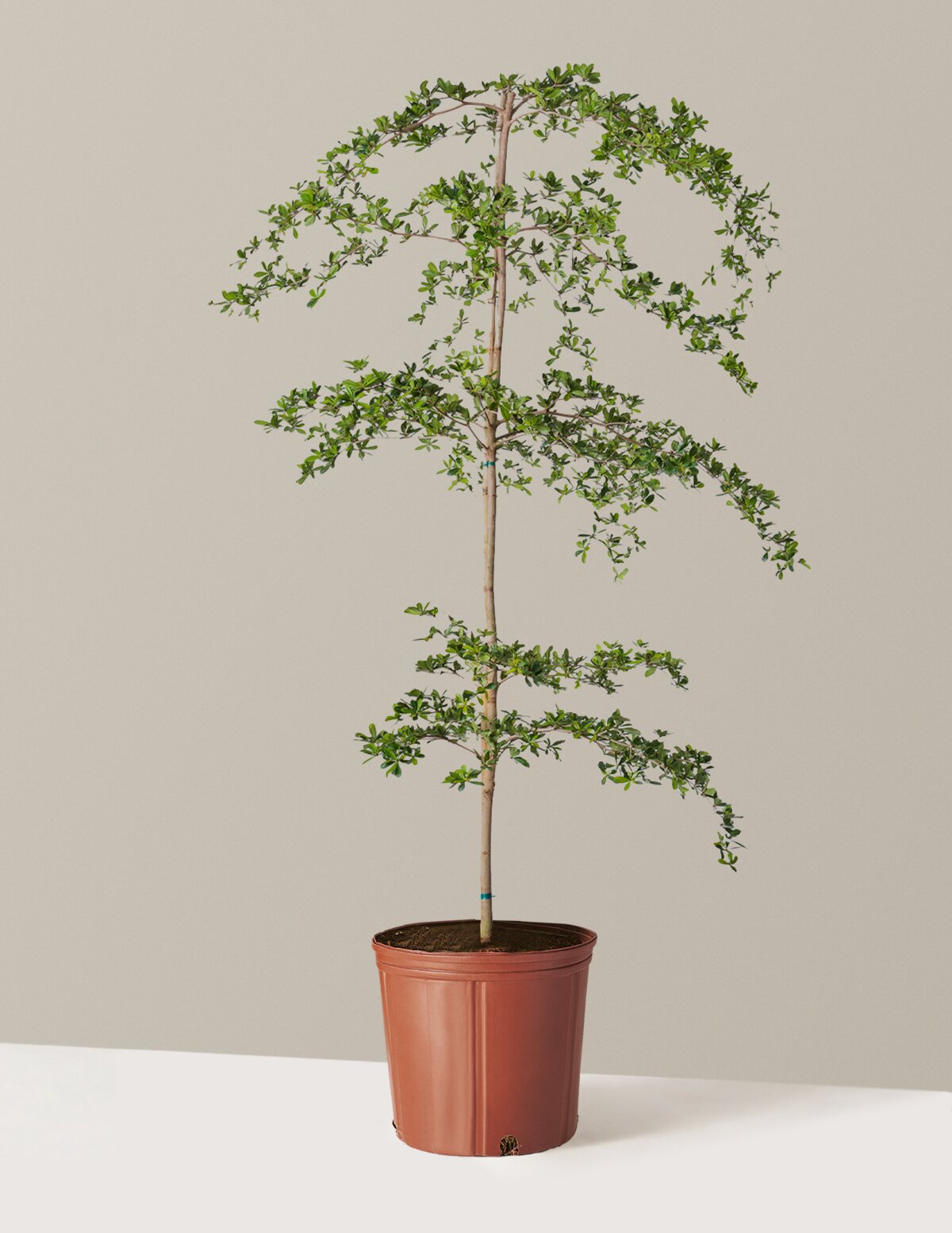 Black Olive Tree