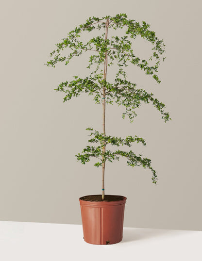 Black Olive Tree