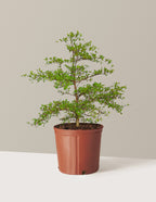bundle | Large | Grow Pot