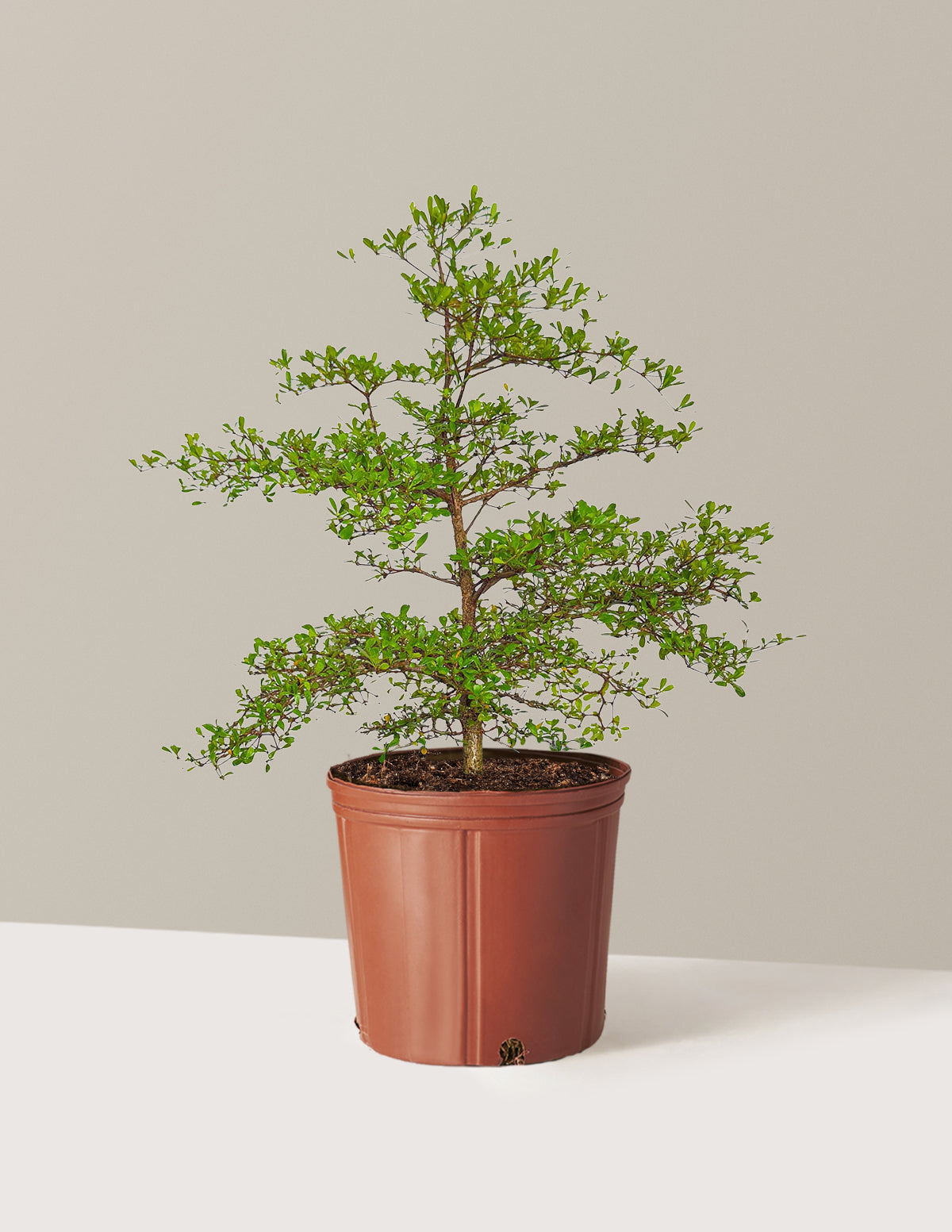 bundle | Large | Grow Pot