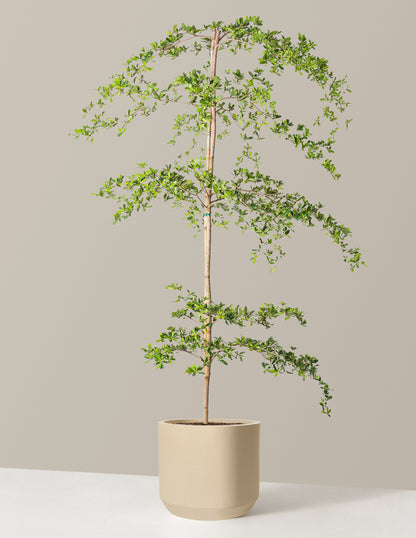 Black Olive Tree