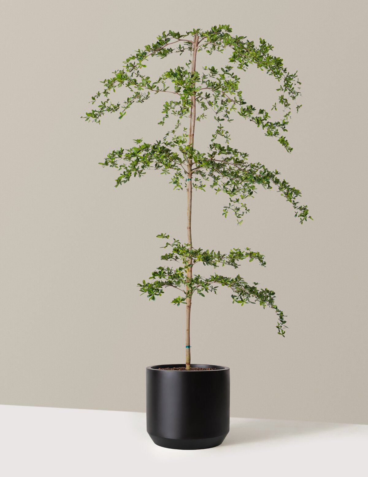 Black Olive Tree